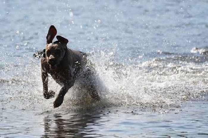 Dog doctor says 'avoid' to pet owners as temperatures soar