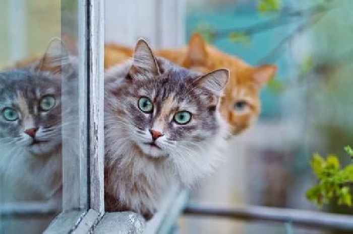 Pet needs 'urgent surveillance' for bird flu symtoms amidst disease fears, scientists warn