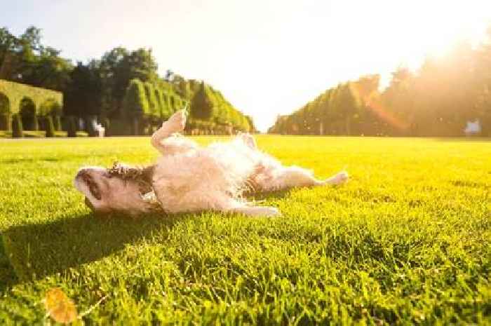 Vet shares warning to all dog owners as UK basks in temperatures above 20C