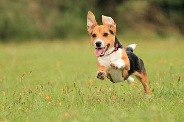 'I'm a vet nurse – common activity dog owners do could go fatally wrong'