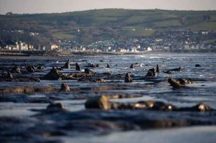 The beach that hides a submerged petrified forest less than three hours from Birmingham