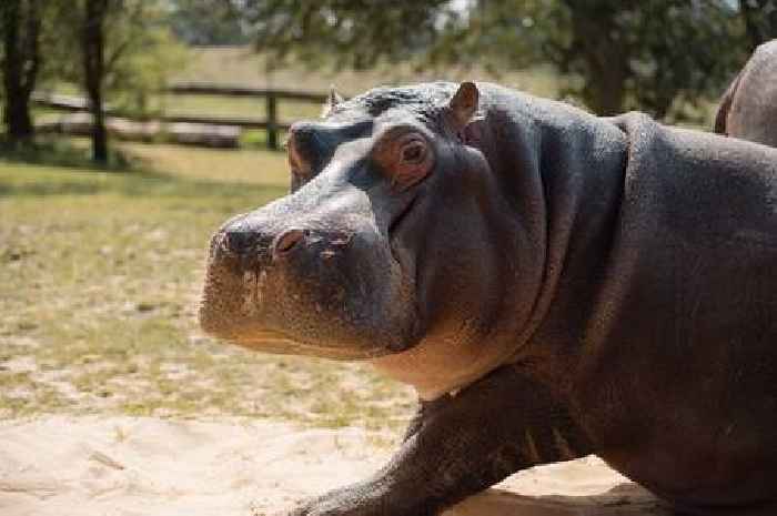 Hippos are back at Longleat and their new pad is pure luxury