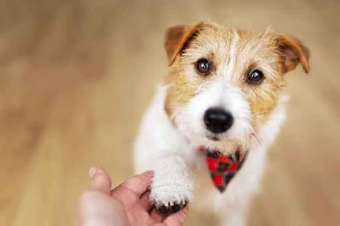 Behaviourist names 5 ways a dog shows they love you — one shows a 'strong bond'