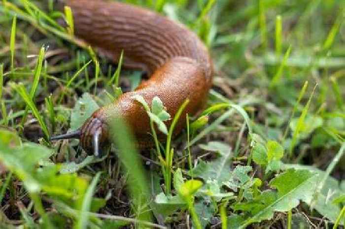 Monty Don says snails will 'flee' and plants will 'thrive' with one easy trick