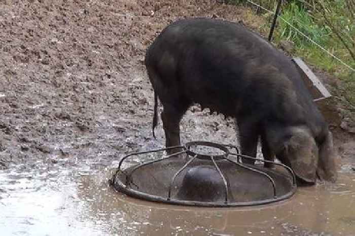 Truro smallholders guilty of animal cruelty in 'distressing' neglect case