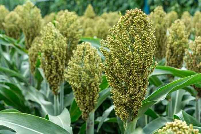 News24 | OPINION | The troubling decline of the South African sorghum industry