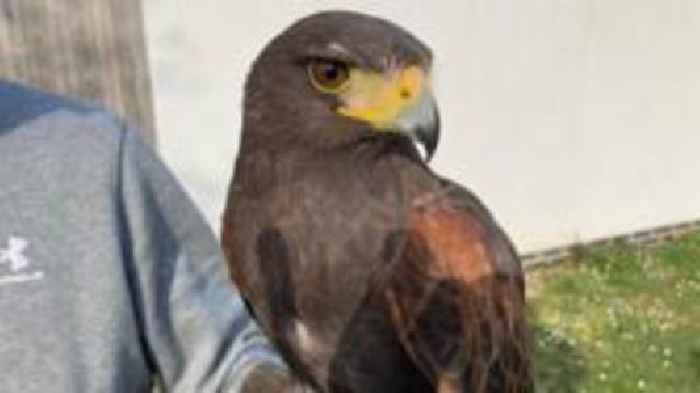 Hawk that terrorised villagers has 'calmed down'