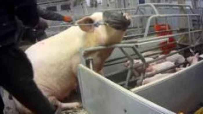Pig farm operations suspended over abuse claims