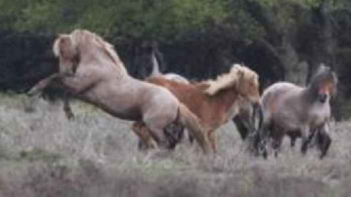 Warning as frisky stallions released into forest