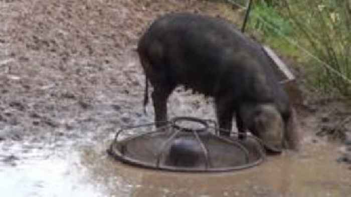 Pair ordered to pay £11k over animal cruelty