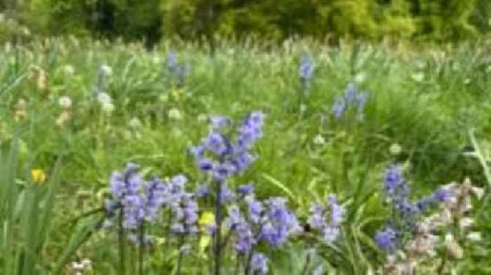 Stately home supports No Mow campaign