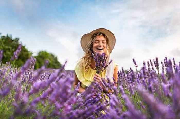 Add 2 natural items to lavender's soil for beautiful and 'vibrant' blooms
