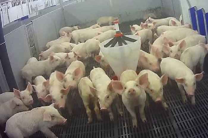 Tesco, Sainsbury's and Morrisons suspend supplies from Market Rasen farm over animal welfare concerns