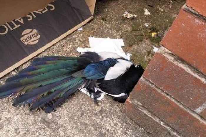 Magpie dies after being caught in glue trap left for rodents at Glasgow bins
