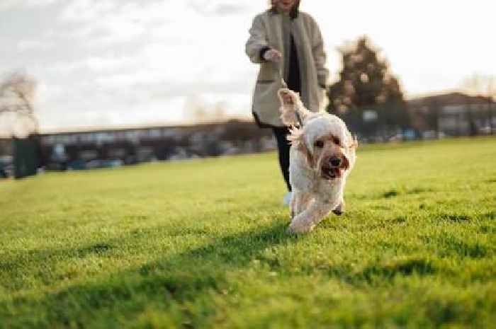 The rules dog owners in Carmarthenshire must follow as council renews powers