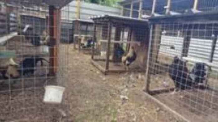 Two held in raid on organised cock-fighting