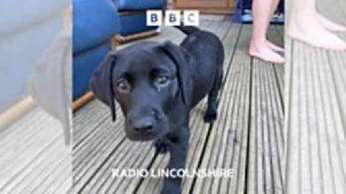 Puppy prepares for lifetime of service