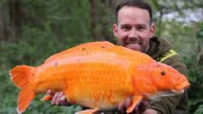Angler nets £3k prize for capture of elusive carp