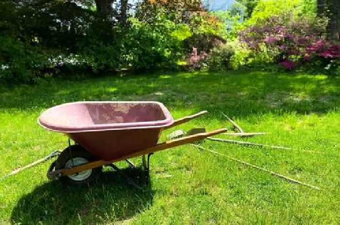 Gardening expert says there's one type of flower that will grow in full sun and in shade