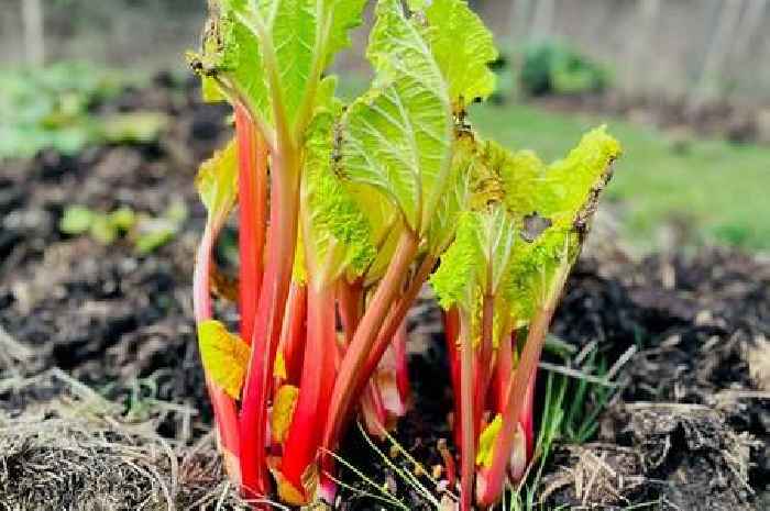 One easy hack that can help rhubarb 'grow faster' and turn out sweeter