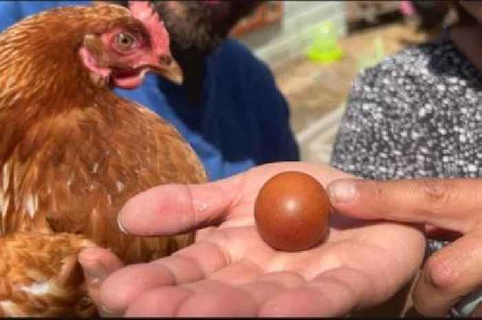 Bugle family stunned after one-in-a-billion 'round egg' laid by their own hen