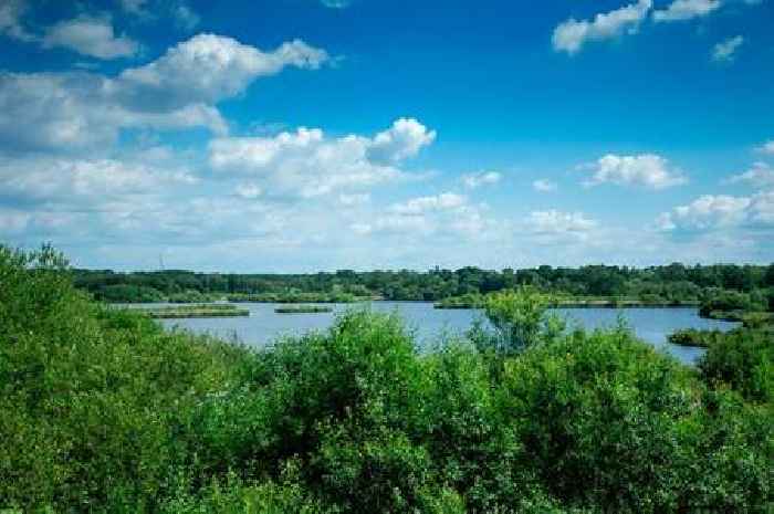 Appeal after Canada goose killed and swan injured with ball bearing at beauty spot