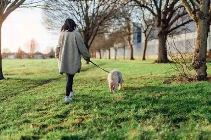 Dog trainer says one simple change will improve walks in three minutes