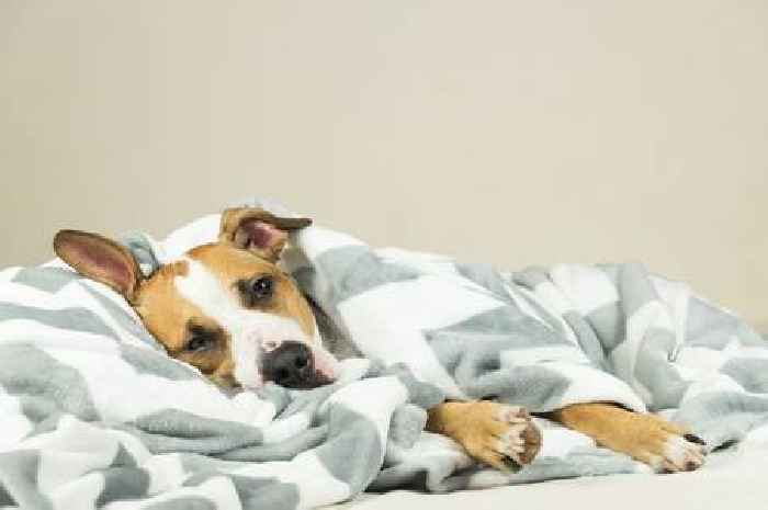 Sleep habit with your dog could have unexpected benefit but not everyone's convinced