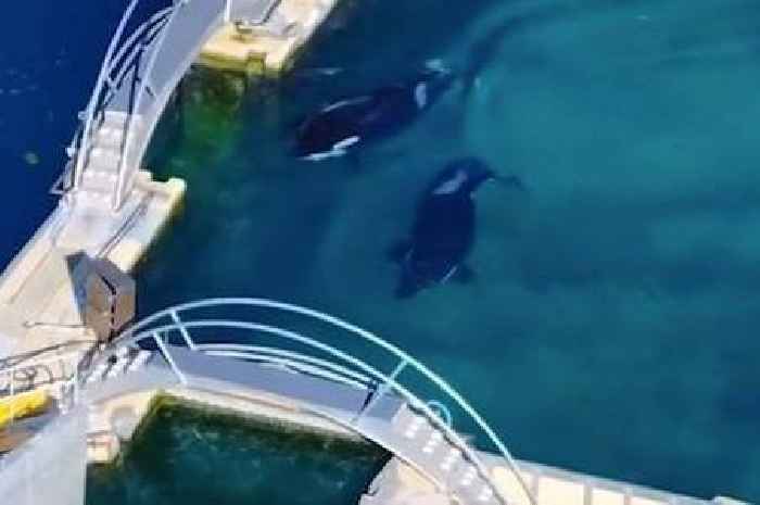 Abandoned theme park left 'frozen in time' where Orca whales still alive left to rot