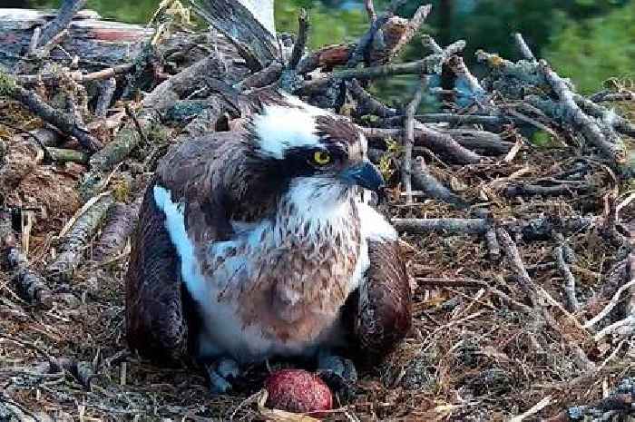 Perthshire nature reserve osprey Dark Female lays her first egg