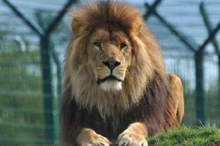 Folly Farm announce with 'heavy hearts' devastating news on Hugo the lion