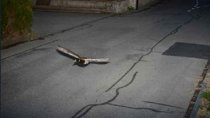 Flying duck caught on speed camera could be repeat offender