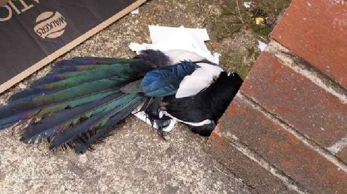 Magpie euthanised after getting stuck in illegal glue trap