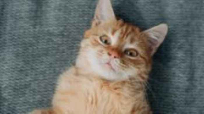 Why are ginger cats ginger? Scientists finally have the answer