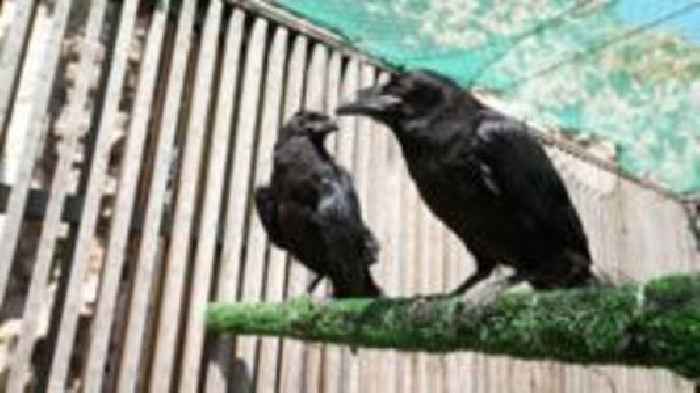 New raven chicks arrive at the Tower of London