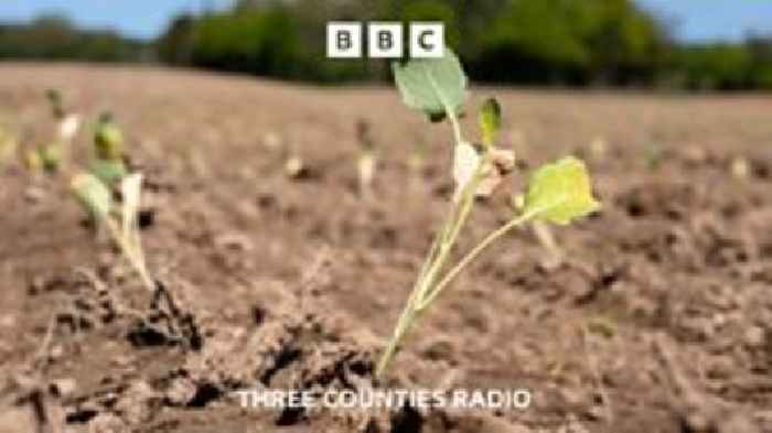 Farmers ‘struggling’ as rain stays away