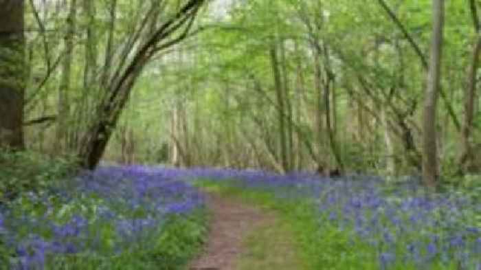 Ancient woodland nature reserve to expand