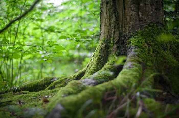 Man in 70s trapped under fallen tree for 12 hours