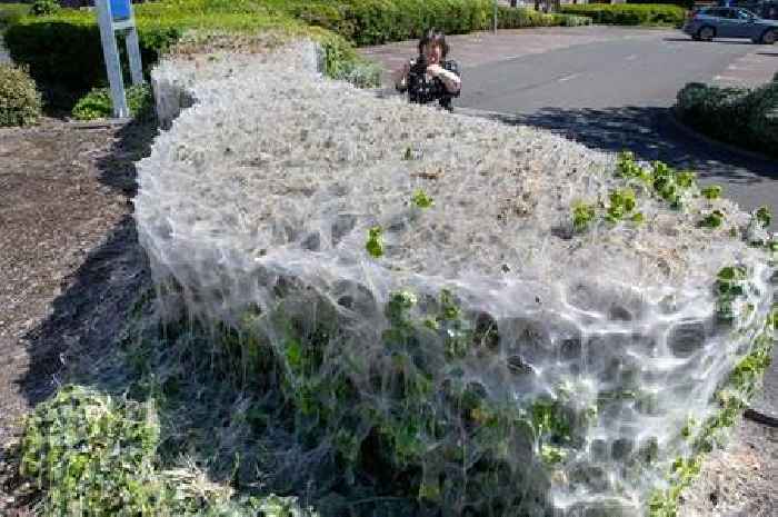 Silver webs 'like scene from Stranger Things' explained by wildlife expert