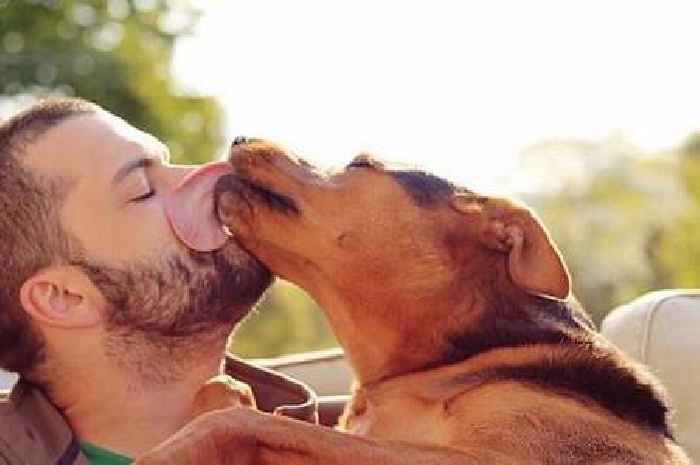 Vet explains reason dogs lick their owners' face and hands