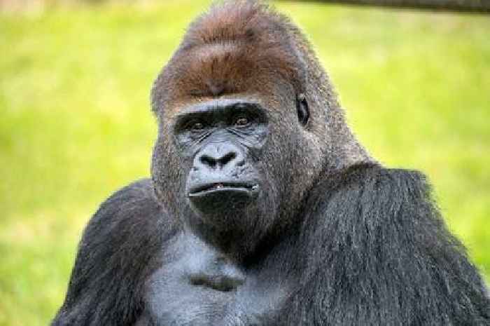 Police hit out at prank 999 call over 'gorilla' in Coalville town centre claim