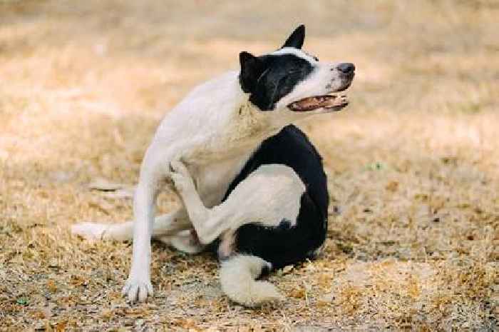 Dogs are telling you something if they're itching a lot – it's not always fleas
