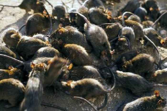 Natural 24p item that rats find an 'absolute nightmare'