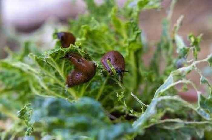 Slugs and snails will 'vanish like magic' from your garden with one simple ingredient
