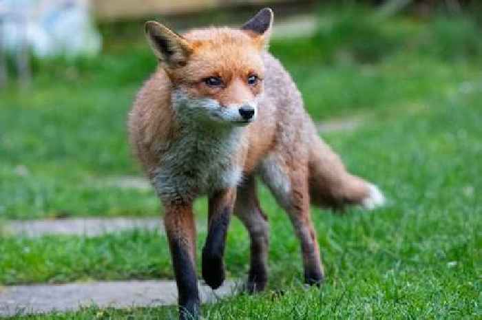 Fox hunting charges against Cheltenham man are dropped