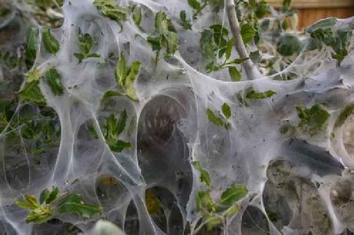 Thousands of caterpillars infest street and create 'Stranger Things' scene with huge cobwebs