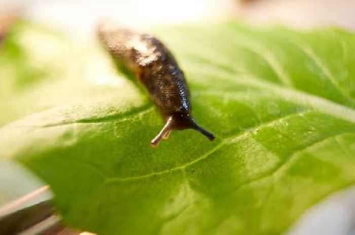 'I'm a gardening expert - this trick will rid your garden of slugs and snails'