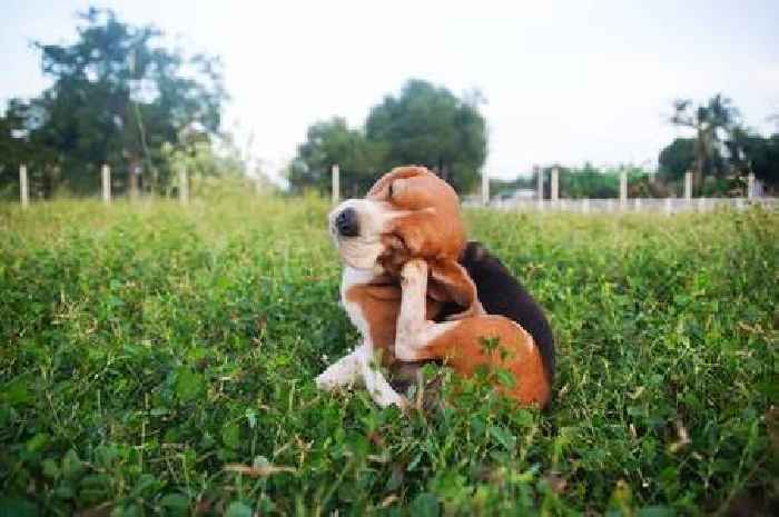 Dogs are telling you something really important if they're itching a lot