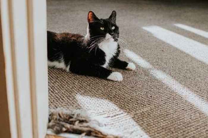 Clever reason why cats make 'strange chattering' sound when they see birds
