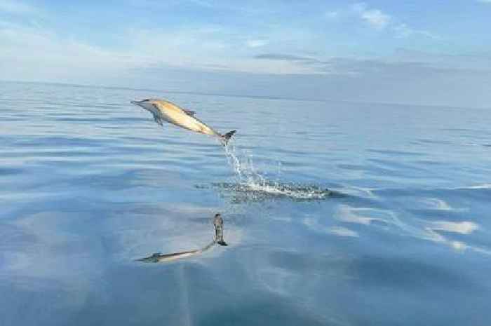 Family treated to stunning display as dolphins leap from water and swim next to boat off Welsh coast